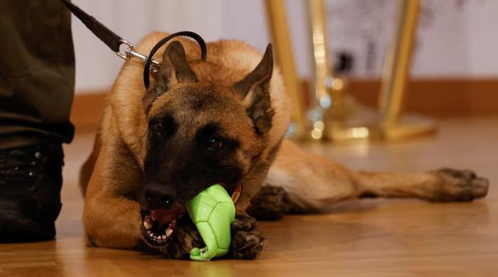 Dog shoots man in bed, ‘paw stuck in trigger’