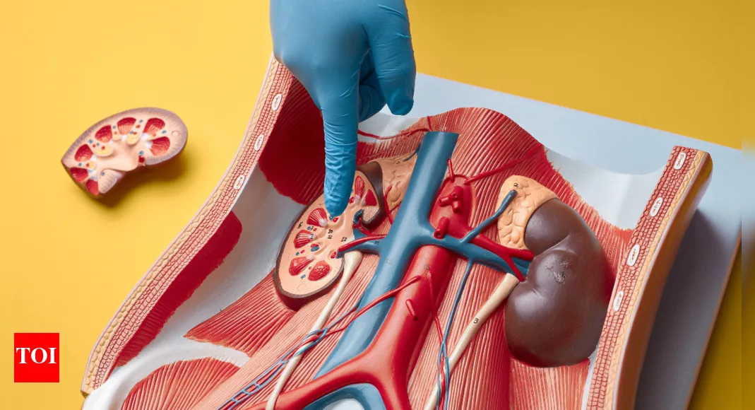 Kidney Health: Can high uric acid levels lead to kidney cancer? 5 things to know |